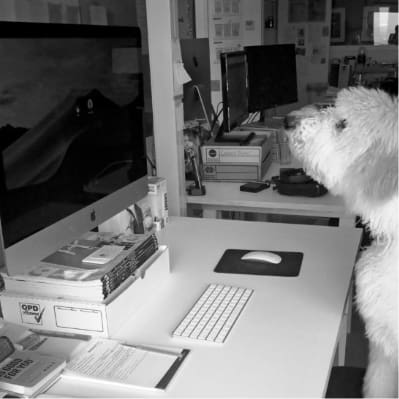 Labradoodle puppy using computer