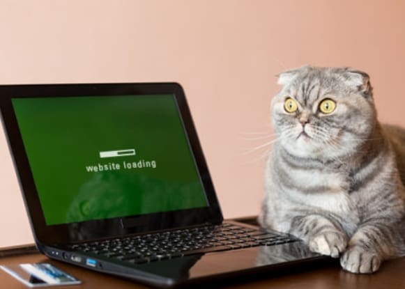 Cat waiting for website to load