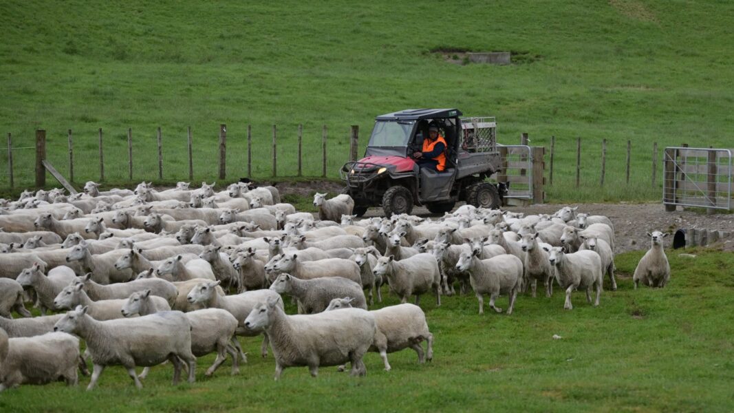 Jason Ribbon On Side By Sides Bringing Sheep In1 Resized Scaled