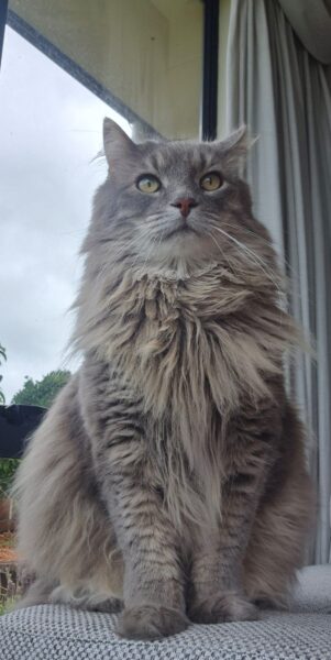 Phillip The Cat