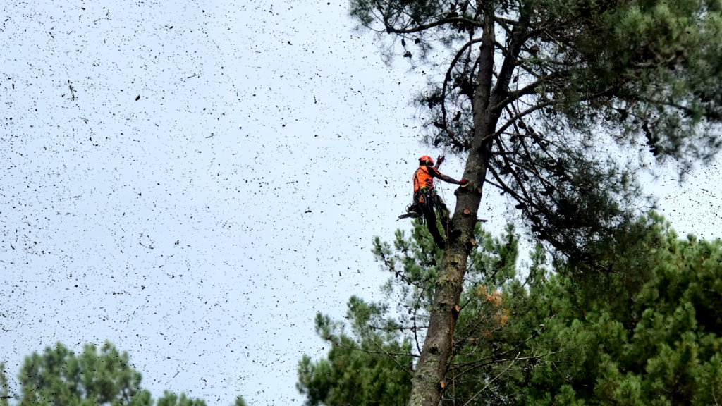 Tree Fellas Arborist Pine Tree While Removing Branches E1696487829471