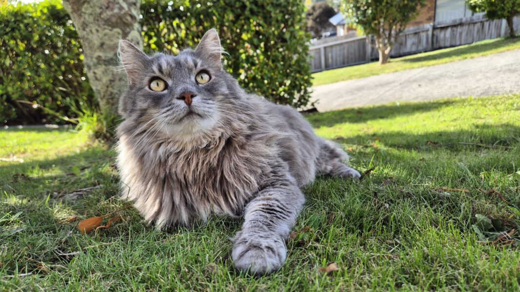 Phillip Meow